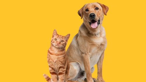 Pet Insurance: Upfront Coverage for Your Furry Friend